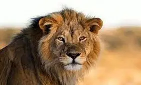 شیر فراری رُم ایتالیا را بهم ریخت/ ویدئو