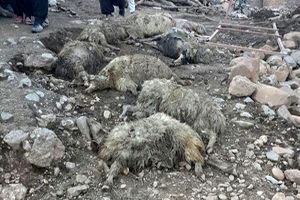 سیل ١۶٠ رأس گوسفند را در نهبندان بلعید