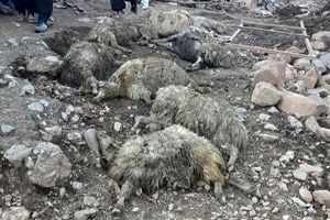 سیل ١۶٠ رأس گوسفند را در نهبندان بلعید