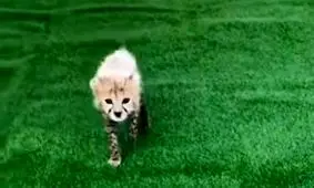 برای تنها توله یوز زنده مانده‌ی «ایران» اسم انتخاب شد/ تصاویر جدید