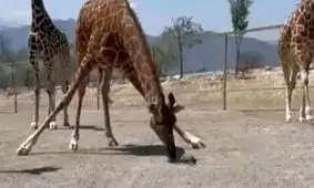  برخورد جالب زرافه با یک لاک‌پشت