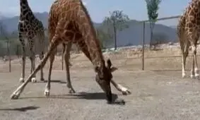  برخورد جالب زرافه با یک لاک‌پشت