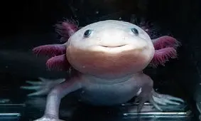 آیا دست و پای قطع‌شدۀ «انسان» می‌تواند دوباره رشد کند؟ شاید «سمندر مکزیکی» پاسخ این سوال را بدهد