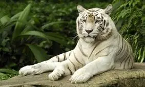 تصاویر لحظه ترسناک جدال دو ببر غول‌پیکر