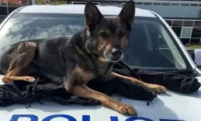 لحظات تماشایی تعقیب و گریز پلیس با خودروی سرقتی/ ویدئو 