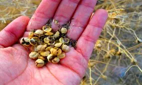 خواص درمانی اسپند