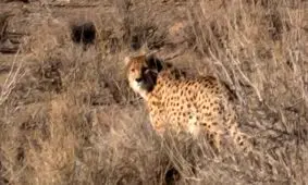 «هیوا» بعد از ۳ سال بی‌خبری در توران آفتابی شد