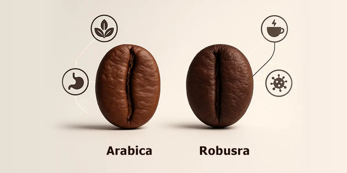 قهوه روبوستا بهتر است یا عربیکا؟