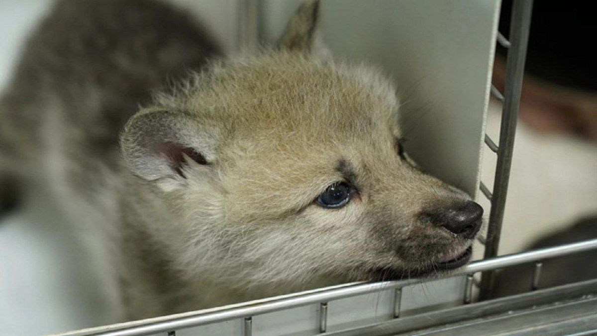 تولد نخستین گرگ شبیه سازی شده در جهان