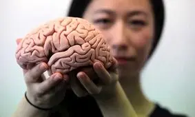 این ماده غذایی مغز شما را از پیری نجات می‌دهد

