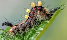 این کرم مجلل/ عکاسی ماکرو از کرم شاپرک خاشاک زنگاری