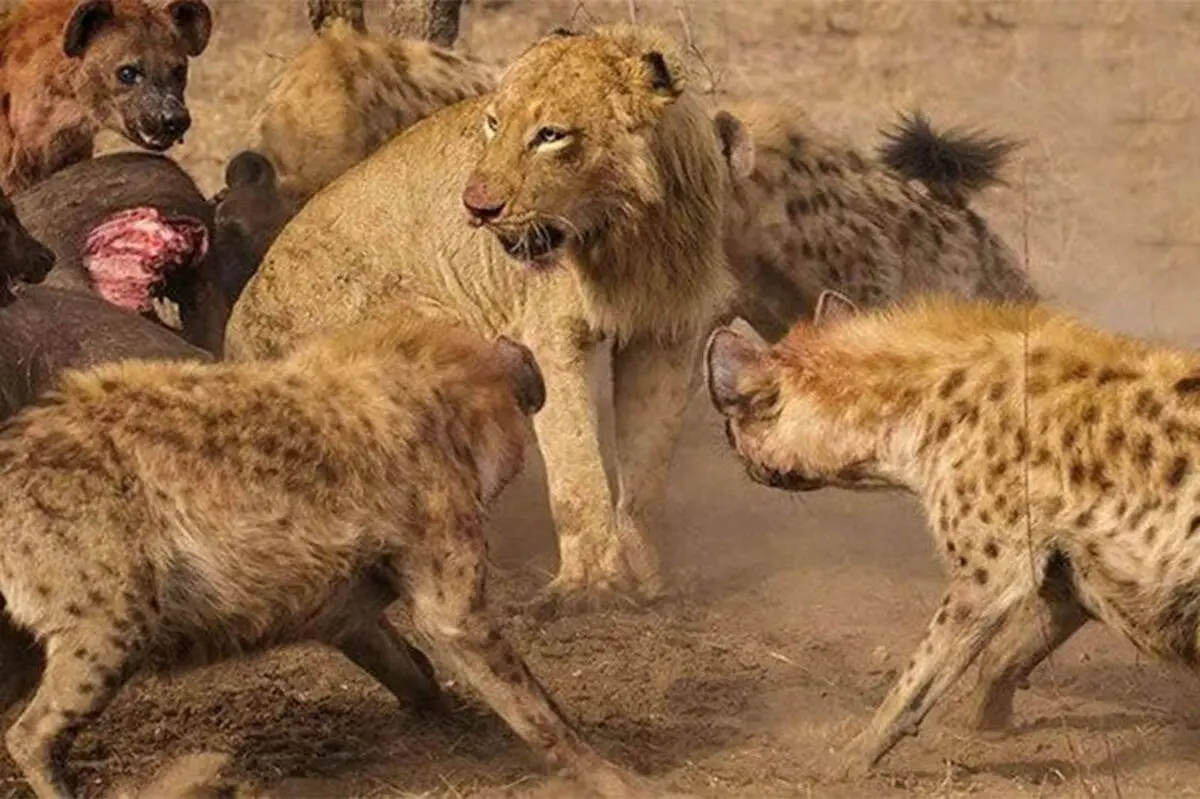 لحظه نجات هیجان‌انگیز شیر از حمله کفتارها/ ویدئو