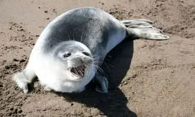 مرگ ۱۸ قلاده فک خزری؛ علت چه بود؟