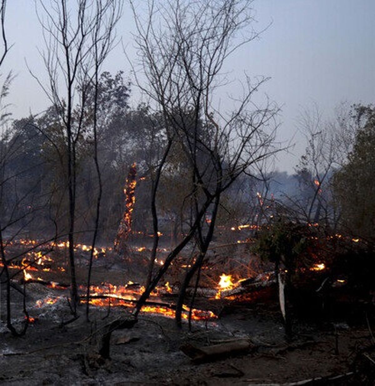 آتش سوزی ۴۵ هکتاری در اراضی جنگلی گیلان/ به تاج درختان آسیب نرسیده
