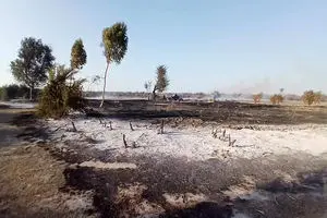 ۱۰ فقره آتش‌سوزی طی سه هفته در میانکاله رخ داد