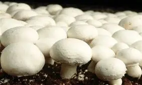 قارچ های خود رو، سمی و کشنده هستند