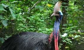 شترمرغ با عجیب ترین صدا بین پرندگان/ ویدئو