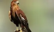 سه گونه پرنده شکاری کهگیلویه و بویراحمد در خطر انقراض هستند
