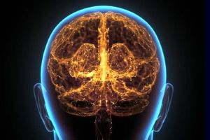تفاوت مغز انسان مدرن و نئاندرتال ها در چیست؟