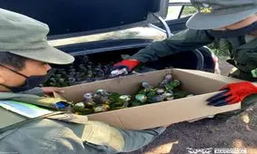 کشف ۱۰۰ جوجه طوطی قاچاق از صندوق عقب یک خودرو/ ویدئو