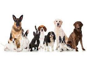 قیمت یک سگ خانگی ۴۰ میلیون تومان!/ حیوان خانگی از سال ۹۴ تا ۱۴۰۰ از ۳ تا ۳۷ برابر گران‌تر شده است