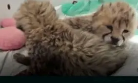 کیفیت بد شیر دلیل مرگ دومین توله "ایران"