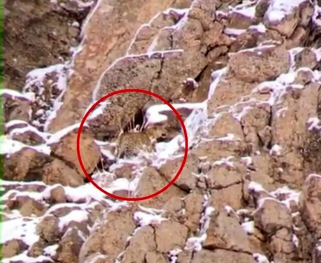 مشاهده یک قلاده پلنگ ایرانی در نزدیکی تهران/ عکس