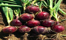 پیاز بی‌اشک به بازار عرضه شد!