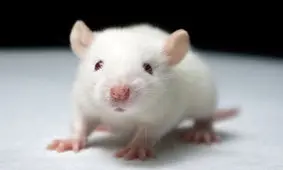  انقلاب شگفت انگیز در علم پزشکی/ این موش اعصاب مغز انسان را دارد/ ویدئو