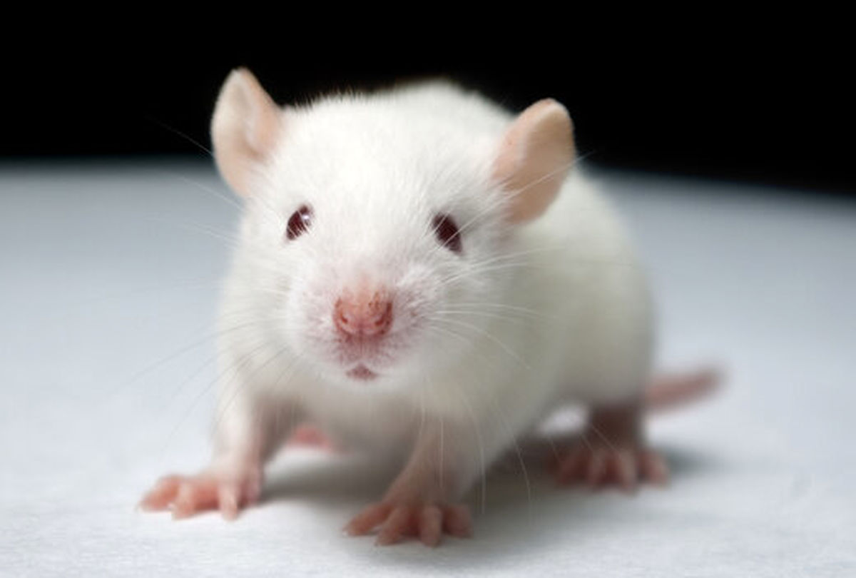 ویرایش ژن عوامل آلزایمر را در مغز موشها کاهش داد