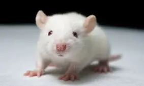 ویرایش ژن عوامل آلزایمر را در مغز موش‌ها کاهش داد