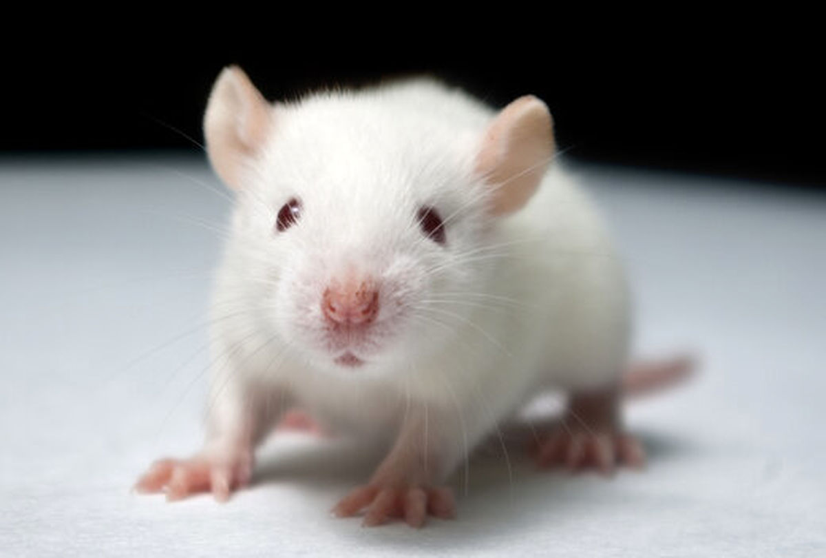  انقلاب شگفت انگیز در علم پزشکی/ این موش اعصاب مغز انسان را دارد/ ویدئو