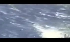 چرا ملوانان ناوهواپیمابر حق ندارند به ماهی های اقیانوس غذا بدهند؟/ ویدئو