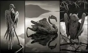 سیاره ای که هر موجود زنده ای را به سنگ تبدیل می کند