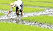 ۱۷ استان برنج غیرمجاز کشت می‌کنند