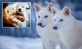 بازگشت گونه منقرض شده «گرگ وحشت» به طبیعت پس از ۱۲,۰۰۰ سال/ ویدئو