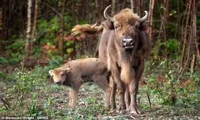 تولد اولین گاومیش کوهان دار وحشی پس از ۶,۰۰۰ سال در بریتانیا