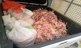 انهدام باند توزیع مرغ‌های تلف‌شده در بابل
