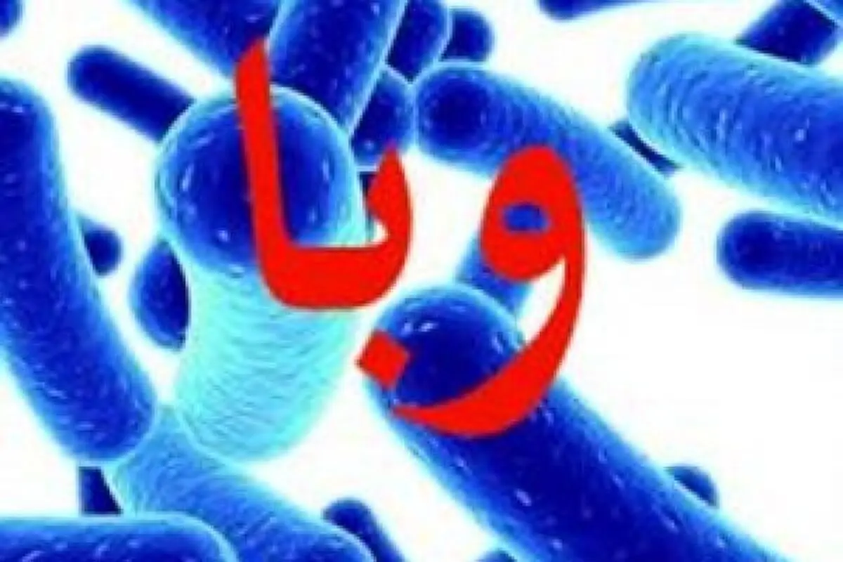 شستن و ضد عفونی کردن میوه و سبزی با هدف پیشگیری از وبا