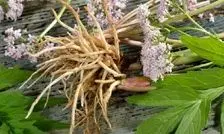 درمان دردهای پس از زایمان با «سنبل الطیب»