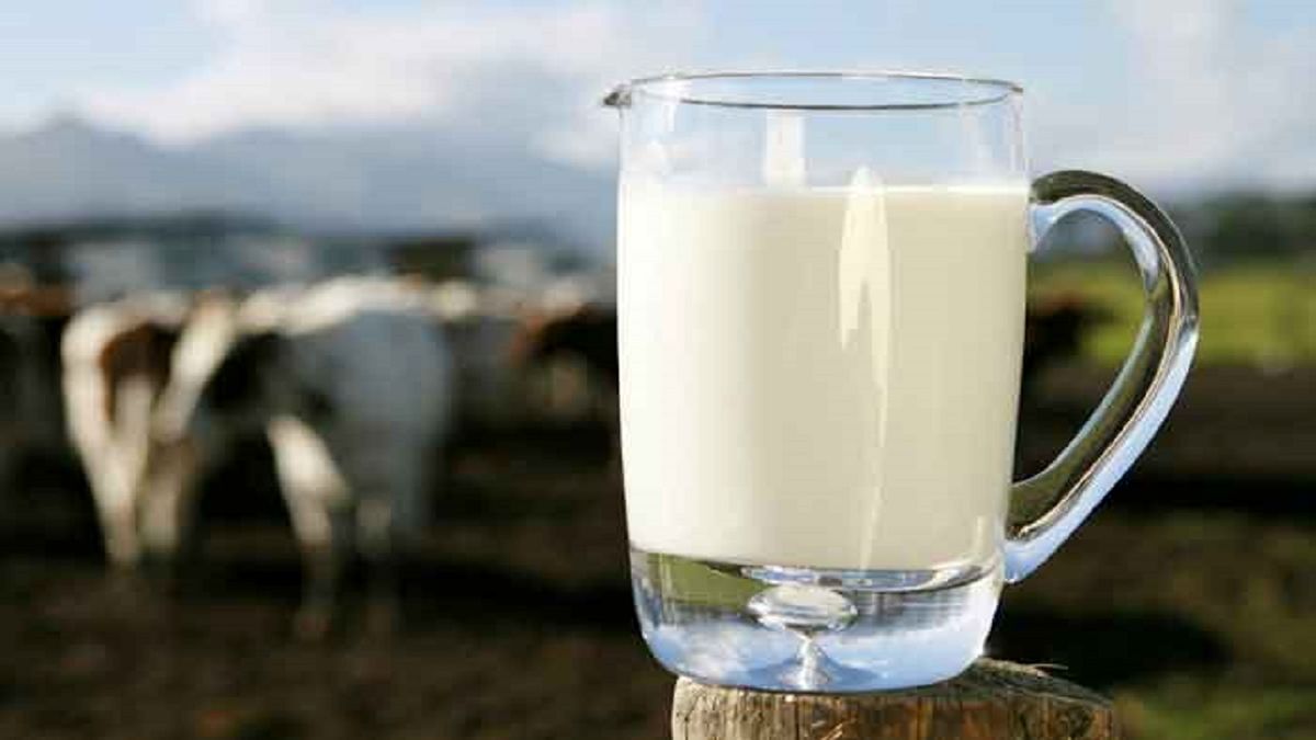 از بین بردن خطر ابتلا به تب مالت با خرید شیر پاستوریزه و جوشاندن آن