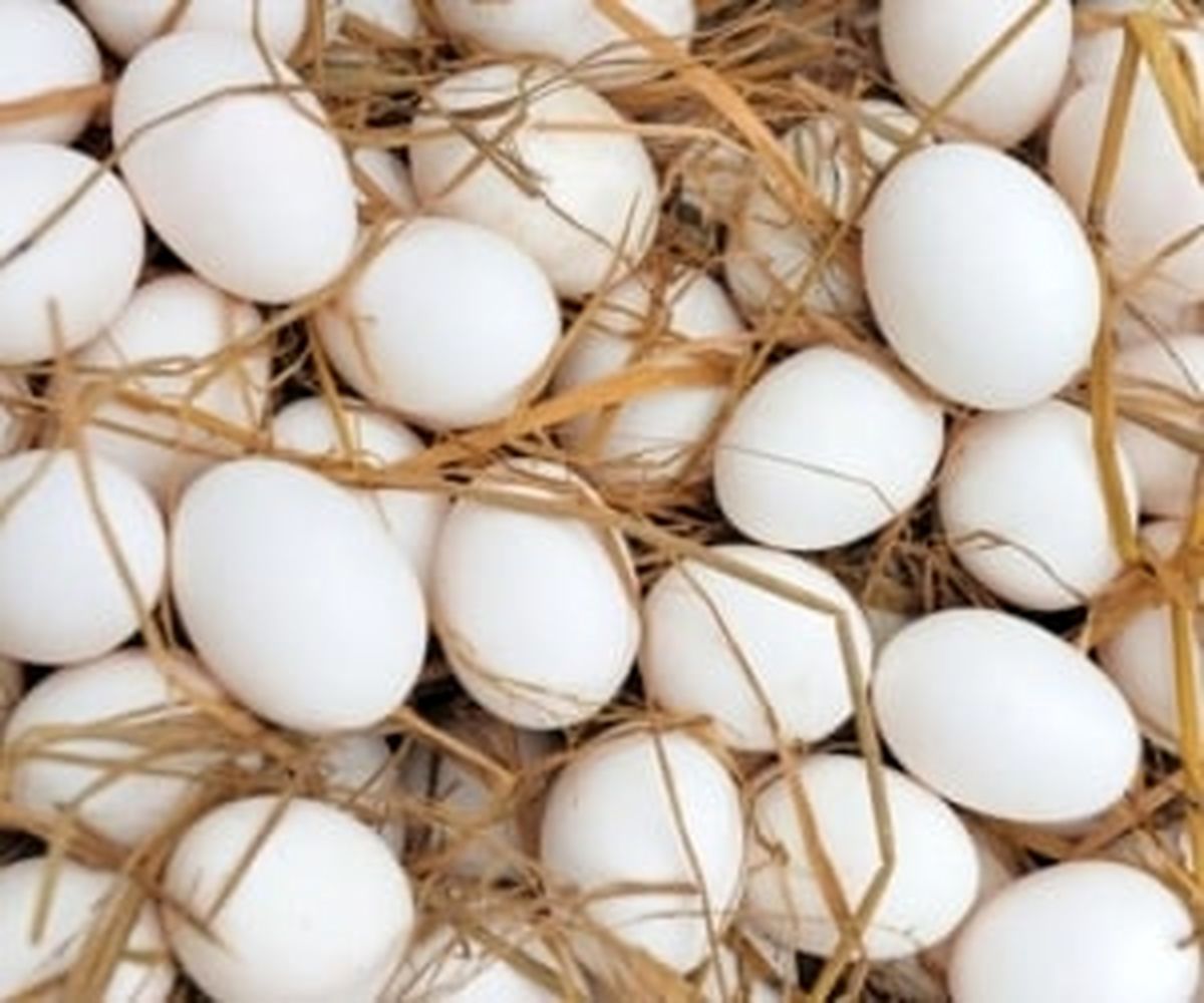 نکاتی در مورد مصرف تخم مرغ که باید بدانید