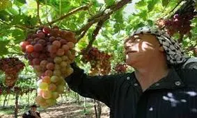 میوه؛ کالایی لوکس برای مردم فلسطین
