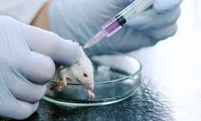 بازسازی بافت پیچیده گوش موش‌ها با فعال‌سازی یک کد ژنتیکی باستانی

