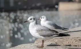 مرغان دریایی میهمان زمستانی شیراز