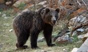 نجات یک قلاده خرس در چهارمحال و بختیاری/ ویدئو