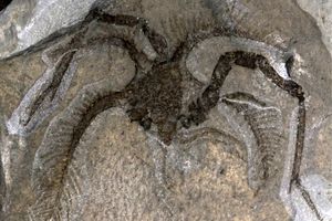 کشف یک جانور دریایی عجیب ۴۵۰ میلیون ساله!

