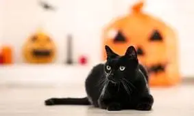 شهری در اسپانیا، پذیرش گربه‌های سیاه را در ایام هالووین ممنوع کرد