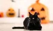 شهری در اسپانیا، پذیرش گربه‌های سیاه را در ایام هالووین ممنوع کرد