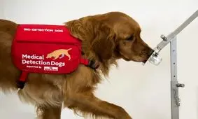 دقت حیرت‌انگیز بینی سگ‌ها در تشخیص پارکینسون

